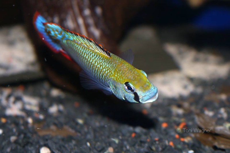 Astatotilapia calliptera 'Thumbi East Island'